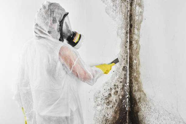 Best Mold Remediation  in Fort Irwin, CA