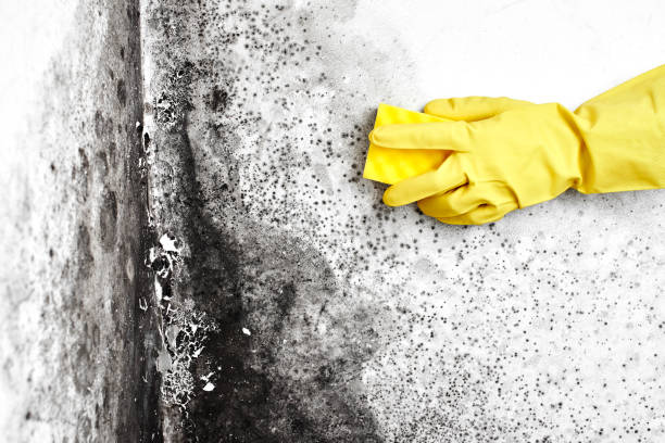 Best Commercial Mold Removal  in Fort Irwin, CA