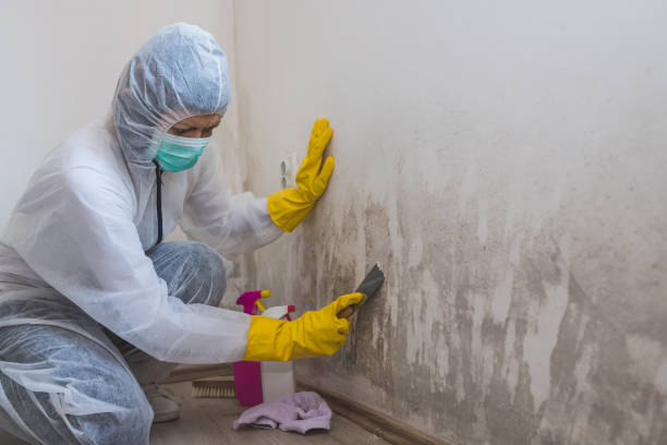 Mold Removal and Inspection in Fort Irwin, CA
