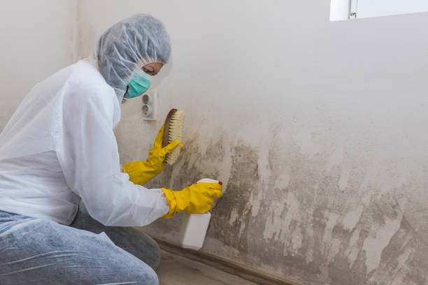 Best Home Mold Removal  in Fort Irwin, CA