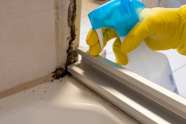 Best Attic Mold Removal  in Fort Irwin, CA