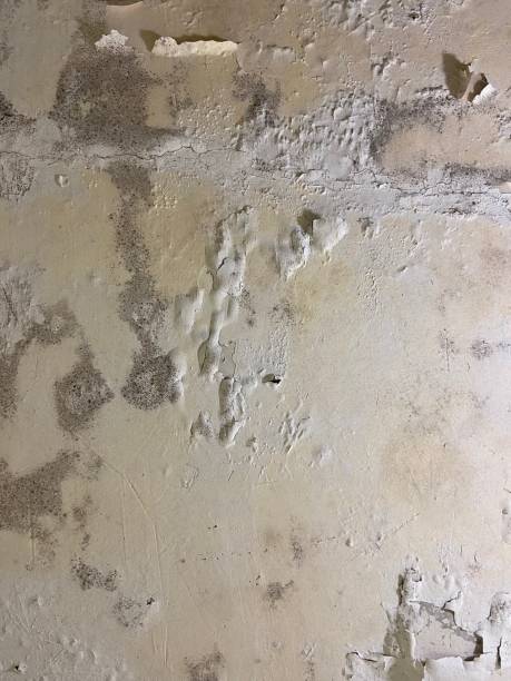 Best Local Mold Removal Service  in Fort Irwin, CA