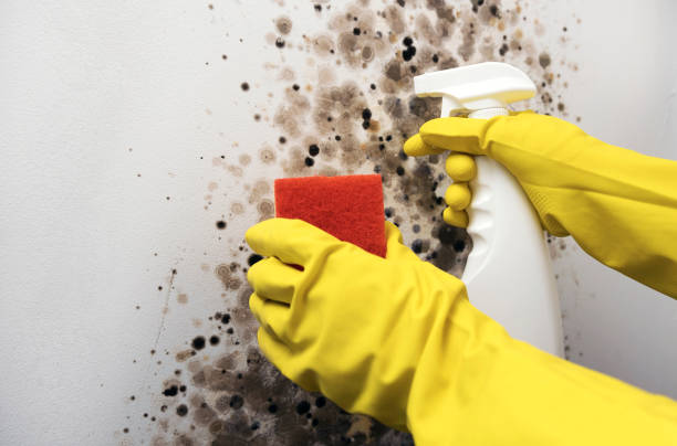 Home Mold Removal in Fort Irwin, CA