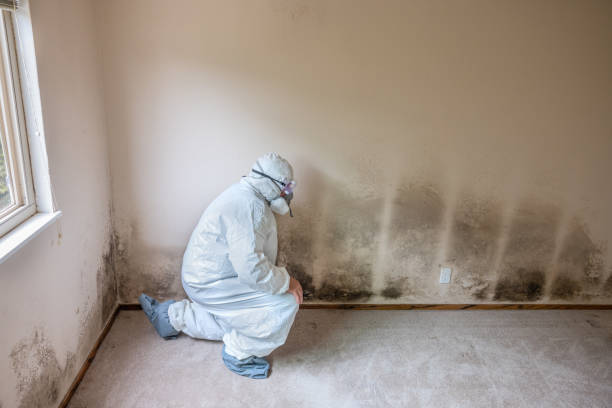 Trusted Fort Irwin, CA Mold Removal Experts
