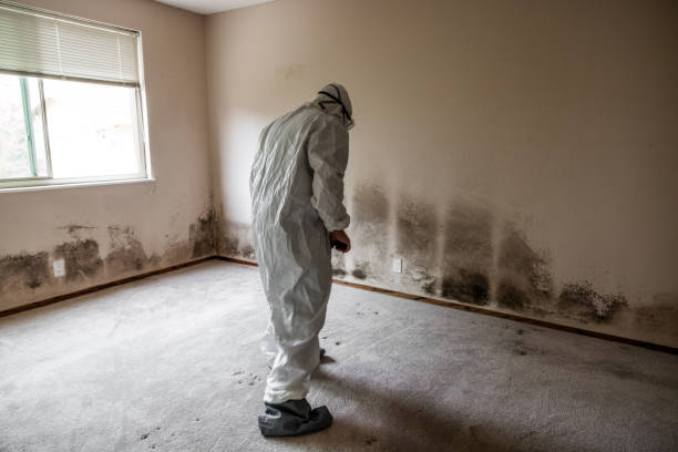 Best Toxic Mold Removal  in Fort Irwin, CA