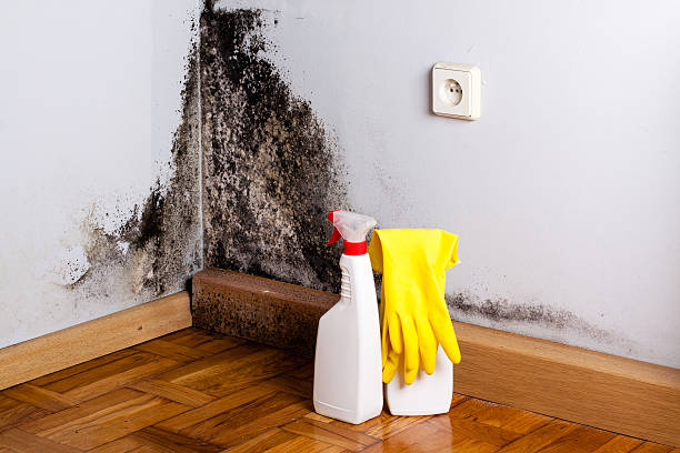 Best Mold Removal Near Me  in Fort Irwin, CA