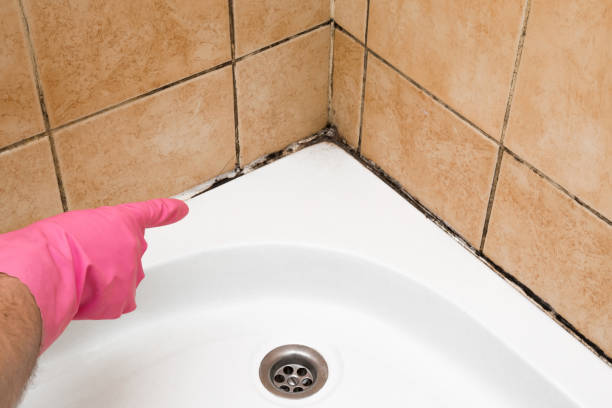 Best Mold Cleaning Services  in Fort Irwin, CA